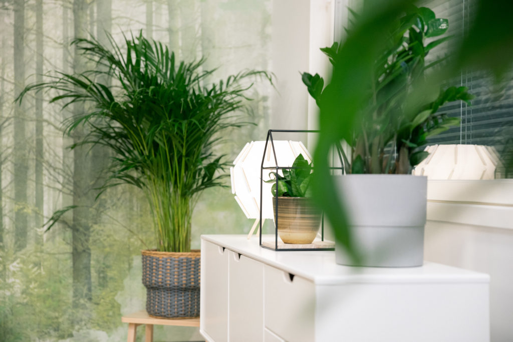 Kasveja lipaston päällä