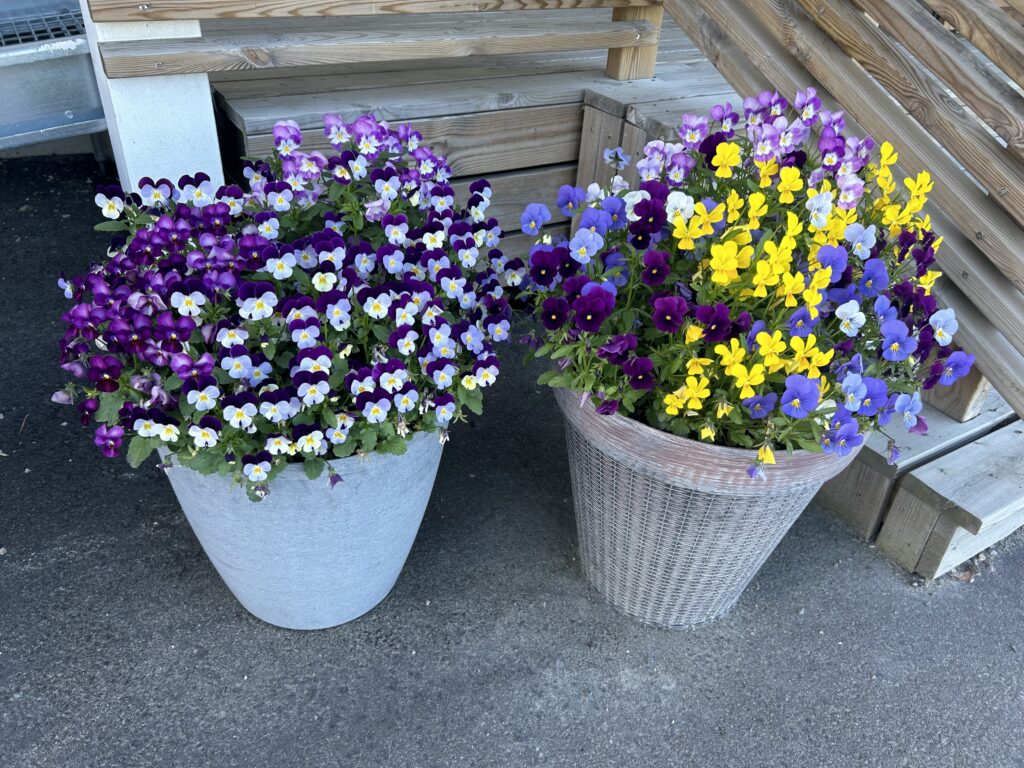 Onnikoti Einar kukkia