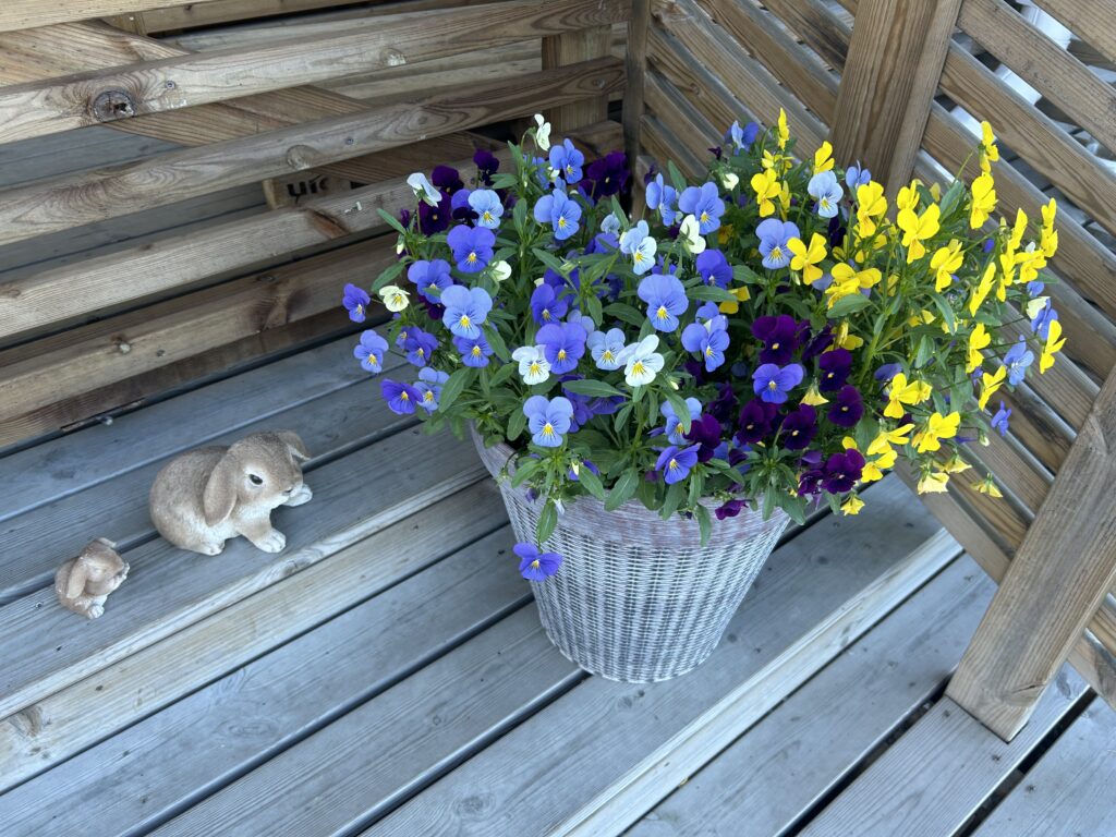 Onnikoti Einar kukkia