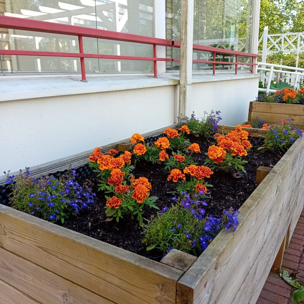 Kukkapenkki yksikön takapihalla, jossa oransseja ja liiloja kukkia