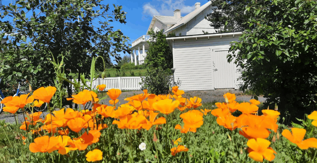 Pihalla olevia kukkia