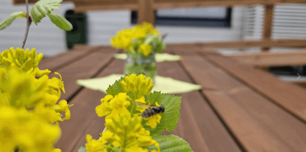 Keltaisia kukkia ja puinen pöytä