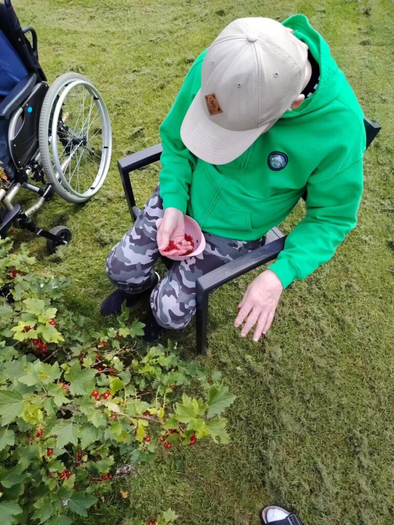 Henkillö istuu ulkona penkillä marjapensaan vieressä keräämässä marjoja. 