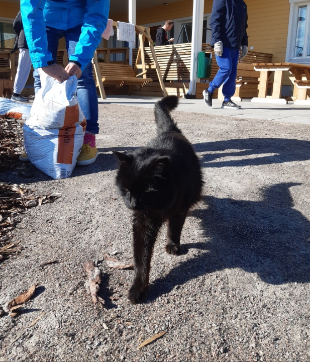 Onnikoti Tähtitaivas, kissa vierailulla.